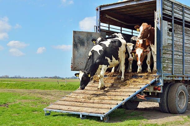Livestock Drop-Off