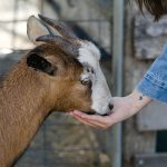 The Importance of Humane Animal Treatment in Halal Meat Processing