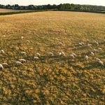 Why Traceability and Transparency Matter in Halal Meat: Building Trust from Farm to Table